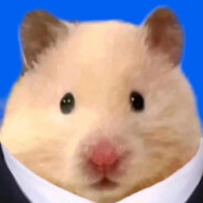 一只猫