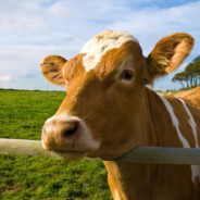 一起 Cow Cow Moo