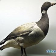 zldnl1026