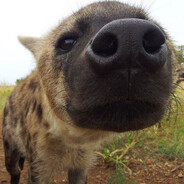the sniffer