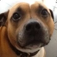 Staffyman11