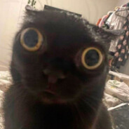 Kat