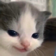 beebo