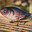 Group Avatar