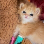 Tator tot
