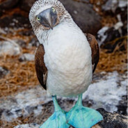 Bluefooted Booby