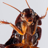 Barata Tonta