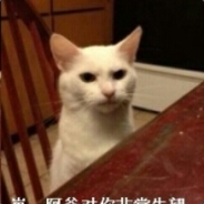 小白狗一只