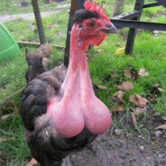 CS2 CHIKEN
