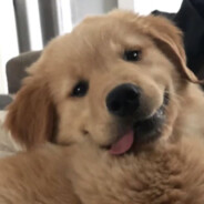 Tofu-