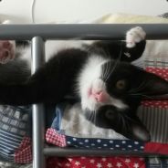 SilverCat