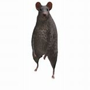 Steam Community :: Janro The Rat