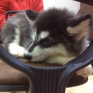 YO, you wanna play?