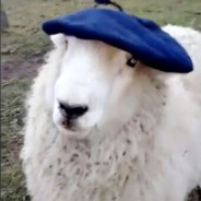 oscár