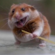 Brain Damage Hamster