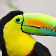 Frosty Toucan