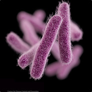 Actinobacillus