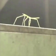 stickbug stanley