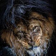 Lexanger