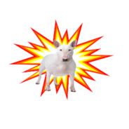 The Boom Dog