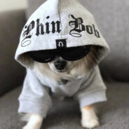 Dog you call friend