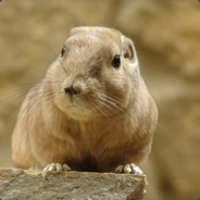 A Confused Gundi