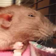 RAT