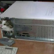 Котик