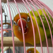 Rik
