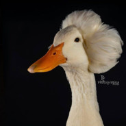 Humpa