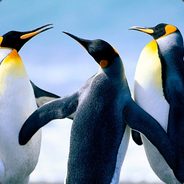 JABATO_LOKO