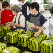 watermelon
