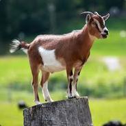 Im Goatyy