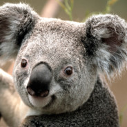 KaniuQ