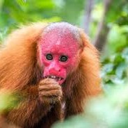 tira a cabeça rosa macaco