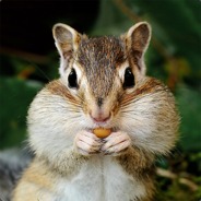 Chipmunk Cheeks