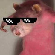 rottedam