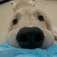 zoopy