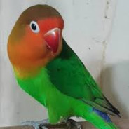 Poyraz