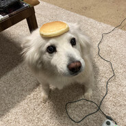 skooobii