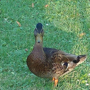 EPIC DUCK 22