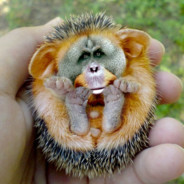 Baby Monkey