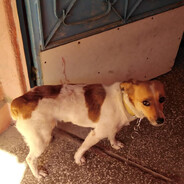 raxo