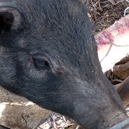 Mr.Pig