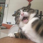 1 55 2 600