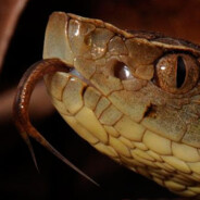 TULIPINHA