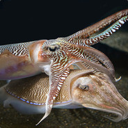 Cuttlefish_King
