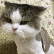 喵头不喵身