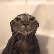 Gato Mojado