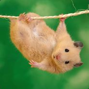[Babbadass]